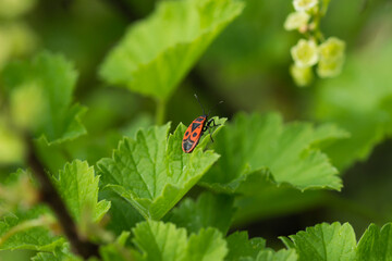 The firebug (lat. Pyrrhocoris apterus), of the family Pyrrhocoridae. Central Russia.