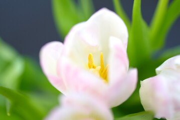 Obraz na płótnie Canvas tulipes