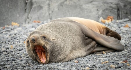 Antarktischer Seebär (Arctocephalus gazella)  auf den  Süd-Shettland-Inseln vor der Antarktis