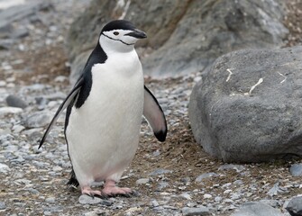 Naklejka premium Zügelpinguin – Antarktis Deception Island