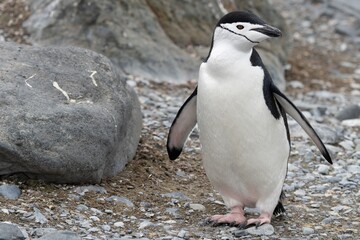 Naklejka premium Zügelpinguin – Antarktis Deception Island