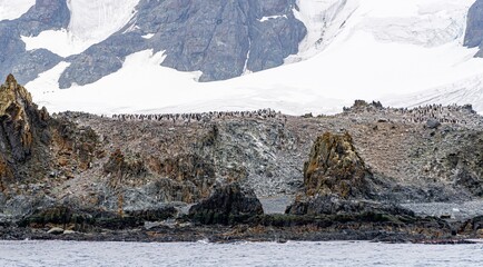Zügelpinguin Kolonie auf Half Moon Island auf den Süd-Shettland-Inseln vor der Antarktis