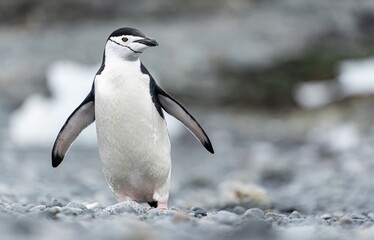 Obraz premium Zügelpinguin – Antarktis Deception Island