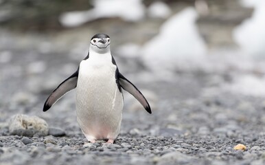 Fototapeta premium Zügelpinguin – Antarktis Deception Island