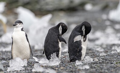 Zügelpinguin – Antarktis Deception Island