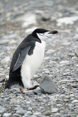 Naklejka premium Zügelpinguin – Antarktis Deception Island
