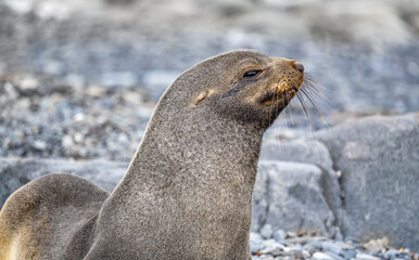 Antarktischer Seebär (Arctocephalus gazella)  auf den  Süd-Shettland-Inseln vor der Antarktis