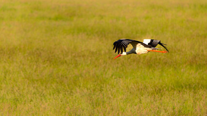 Storch im Flug