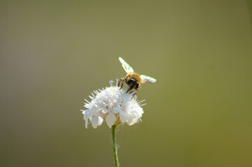 Closeup of bee pollinating a field scabious flower with green blurred background