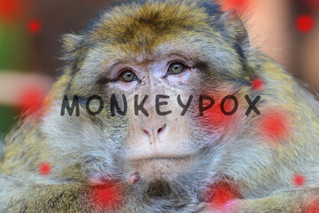 Monkeypox outbreak, MPXV virus, infectious disease spreading, sick monkey
