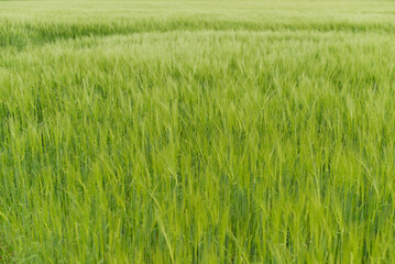 champ de blé
