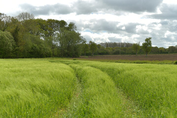 Obraz premium champ de blé