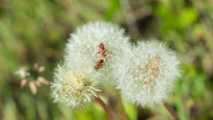 The cinnamon bug (lat. Corizus hyoscyami), of the family Rhopalidae, on the common dandelion's seedhead (lat. Taraxacum officinale), of the family Asteraceae. Central Russia.