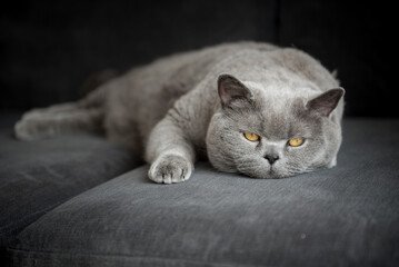 British short hair cat lies on a grey couch with bright orange eyes in a house Edinburgh, Scotland,...