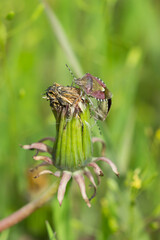 Dolycoris baccarum, of the family Pentatomidae, on the common dandelion's seedhead (lat. Taraxacum officinale), of the family Asteraceae. Central Russia.
