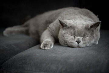 Sleepy British short hair cat having a nap on a grey couch with her eyes closed while napping in a house Edinburgh, Scotland, UK
