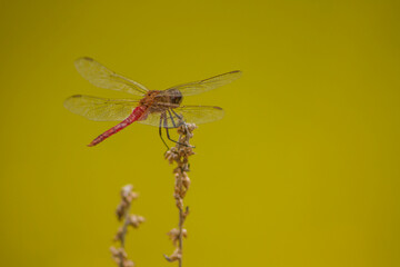 LIBÉLULA