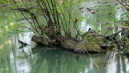 Ducks on a peninsula in the middle of the river