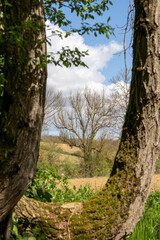 tree branches framing a tree in the background