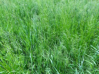 green grass background