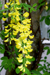 Żółty kwiat podobny do akacji zwisający z krzaka. Liście drobne i drobne żółte kwiaty. - obrazy, fototapety, plakaty