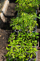 Seedling of vegetables. Young tomatoes, strawberries, peppers, leeks and onions grow in recycled plastic containers.