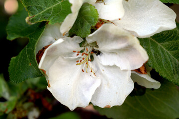 Kwiat jabłoni dzikiej ukryty między liśćmi. Biały duży kwiat drzewa owocowego.