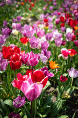Tulip. Beautiful bouquet of tulips. colorful tulips. tulips in spring,colourful tulip with dew drops