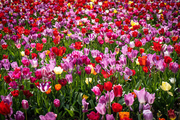 Tulip. Beautiful bouquet of tulips. colorful tulips. tulips in spring,colourful tulip with dew drops