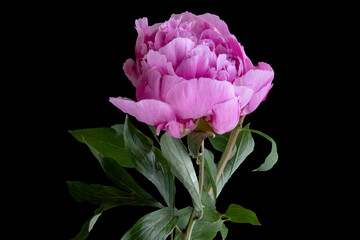 Bud of a peony. Open peony bud. Pink peony flower isolated on black background