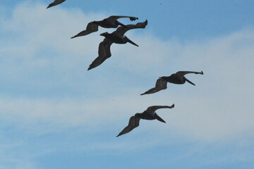 Pelicans in Flight