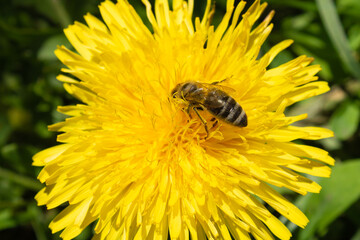A bee on a flower. A honey bee collects nectar from a dandelion flower. Important for environmental sustainability.