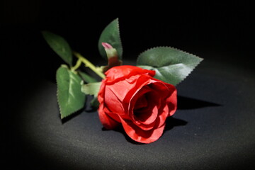 Rote Rose