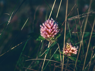 Pink clover flower in bloom in tall grass on dark grassy background