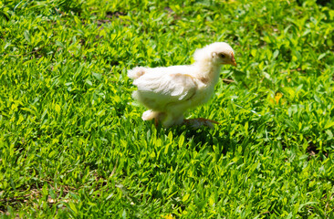Little chicken, chickens on the grass. Raising small chickens. Poultry farming.