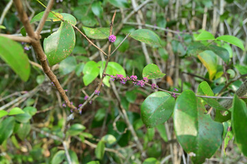 A few purple color flower bud clusters ready to bloom on a stem of a wild plant