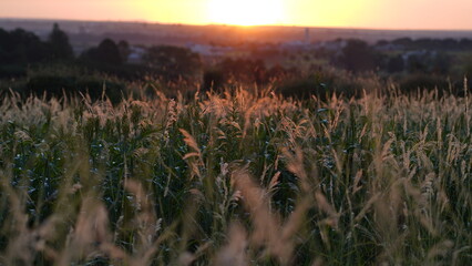 grassy horizon at sunset