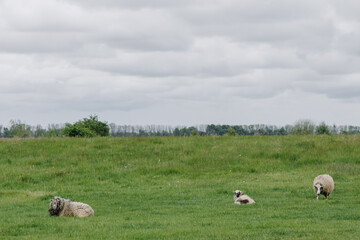 Three fluffy sheep in a grassy field