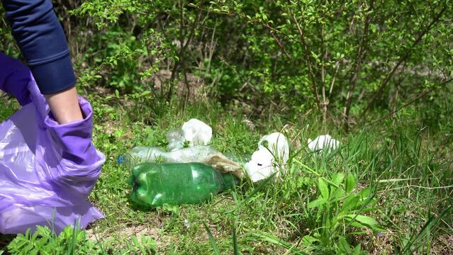 The hand of a female volunteer in purple gloves collects plastic bottles and garbage in forest.Purity of nature.Environmental protection and waste reduction.