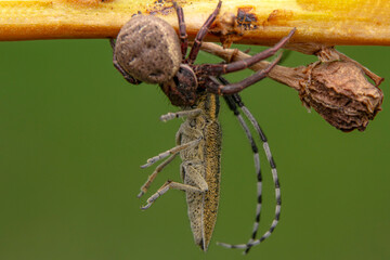 Beautiful Crab spider feasting on insect. Macro photo