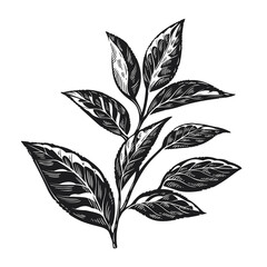 Tea leaves vintage engraving black and white vector illustration. Tea plant.