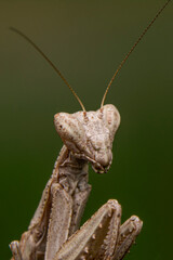 Close up of pair of Beautiful European mantis ( Mantis religiosa )

