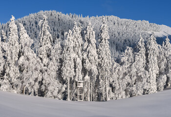 Fototapeta na wymiar Winter fairytale in the forest
