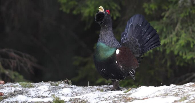 Western capercaillie (Tetrao urogallus) displaying in the wild area of the Carpathian Mountains during their lekking season.