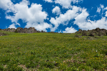 Fototapeta premium landscape in the summer