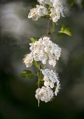 cherry tree blossom