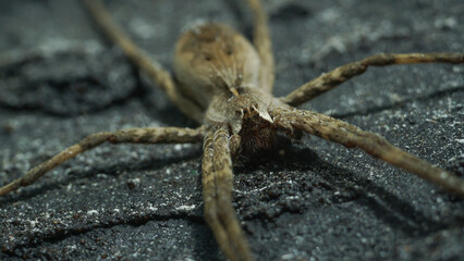  Close up spider on the ground 