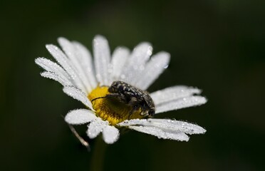 Daisy with morning dew in the meadow.