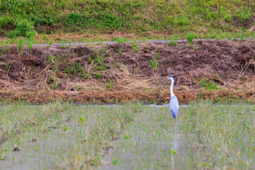 Grey heron extends it long neck while patiently fishing in flooded field