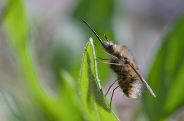 bee on a green leaf